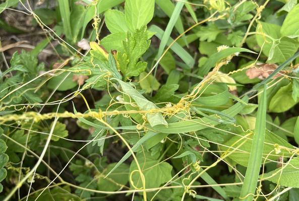 给男性朋友送什么植物好？哪些植物适合送给男性朋友？
