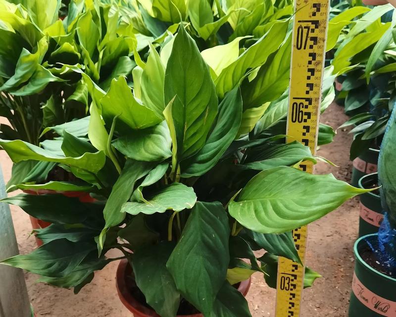 四季花盆适合哪些花卉绿植？