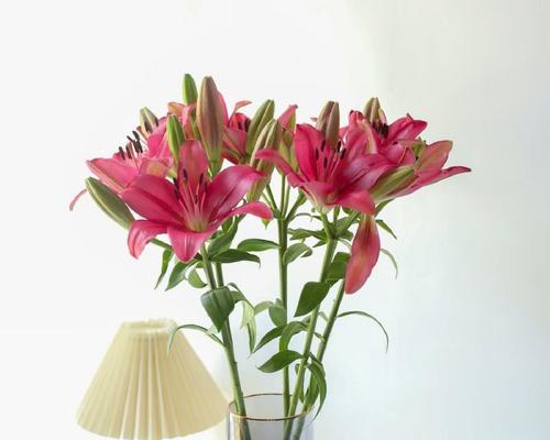 百合花开多朵的寓意是什么？