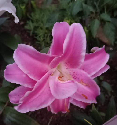 百合花开多朵的寓意是什么？