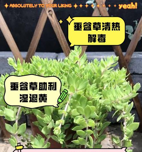 道具盆栽小草的养护技巧有哪些？