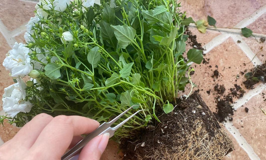 道具盆栽小草的养护技巧有哪些？
