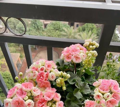 王者玫瑰花送给女神有何寓意？这种花束为何被称为王者？