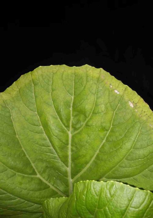 植物生长的原理是什么？影响因素有哪些？