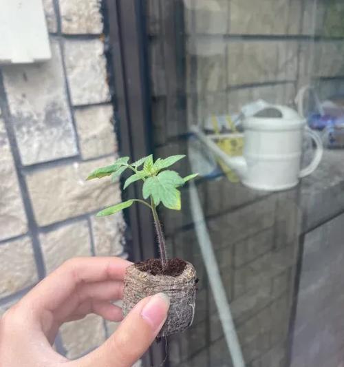小番茄盆栽栽培方法是什么？需要注意哪些事项？
