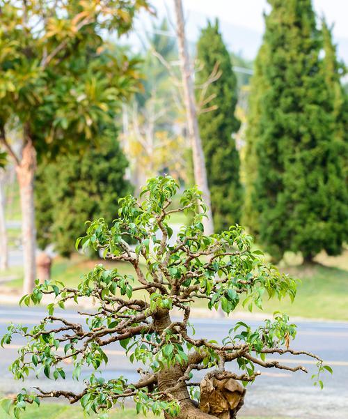 植物种植的基本步骤是什么？需要注意哪些事项？