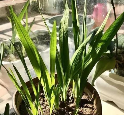植物种植的基本步骤是什么？需要注意哪些事项？
