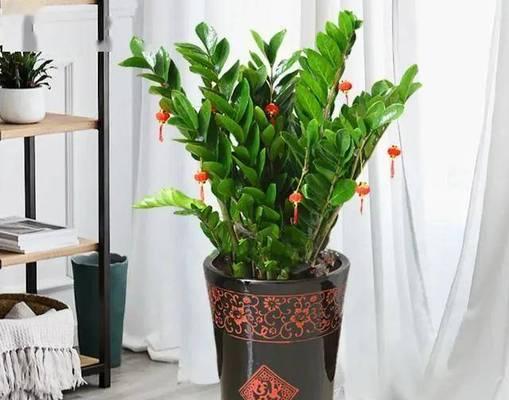 红绒毛球是一种什么花卉？它的特点和养护方法是什么？