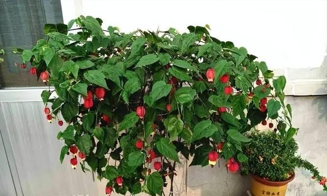 哪些花卉是沿地面生长的爬藤植物？如何养护？