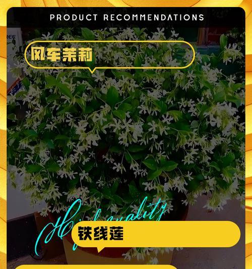 哪些花卉是沿地面生长的爬藤植物？如何养护？