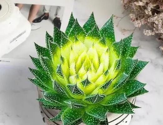新房适合送哪种盆栽？