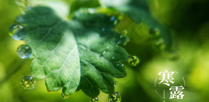 寒露节气适合种植哪些植物？它们的生长特点是什么？
