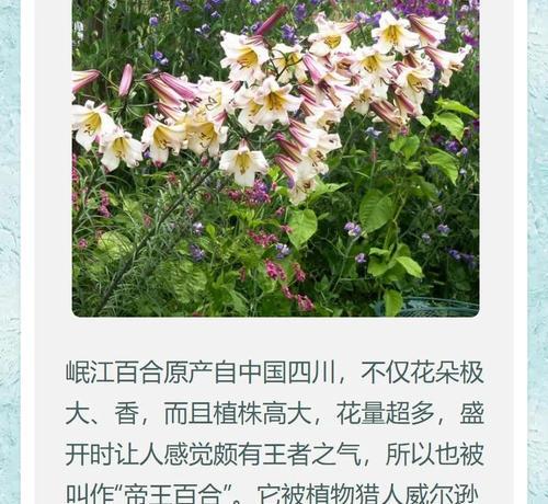 野生百合地栽的种植方法是什么？