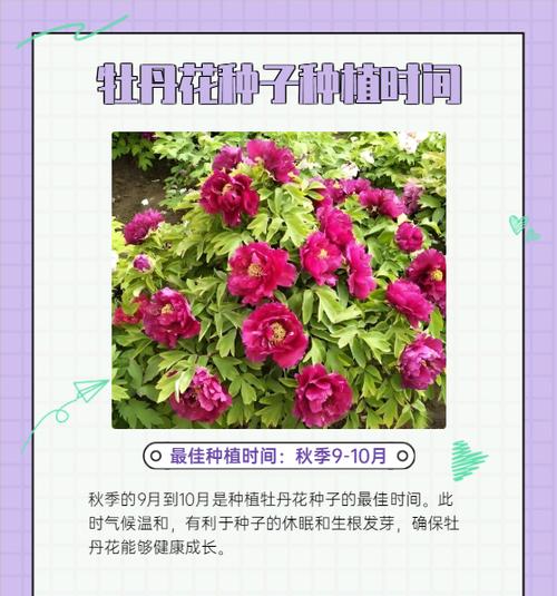 牡丹花发芽期修剪方法是什么？怎样才能修剪得更好看？