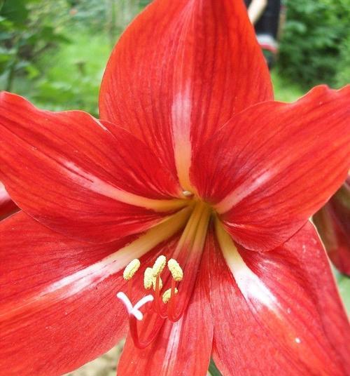 哪种植物类似君子兰且开红花？