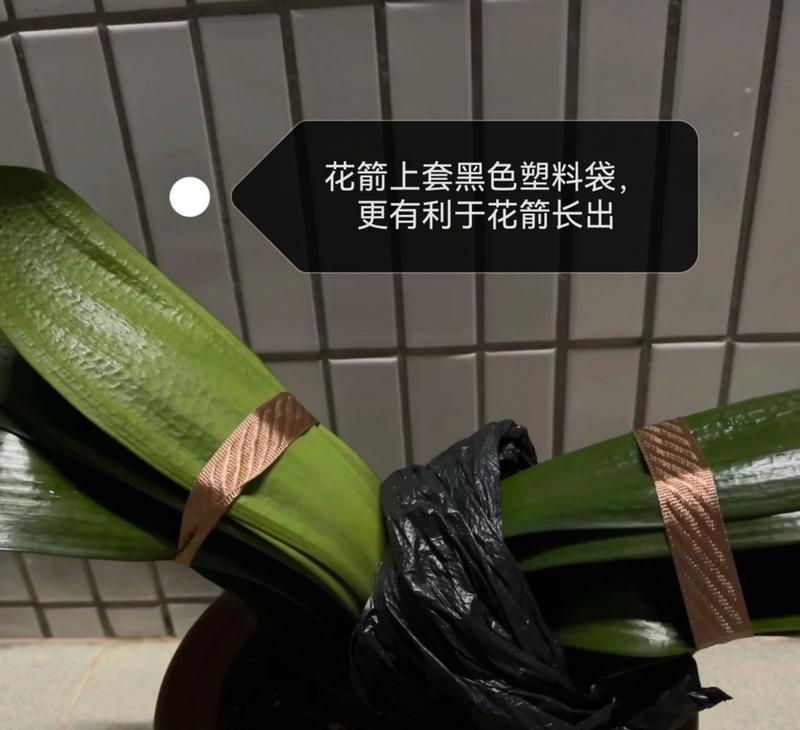农村种君子兰的正确种植方法有哪些？