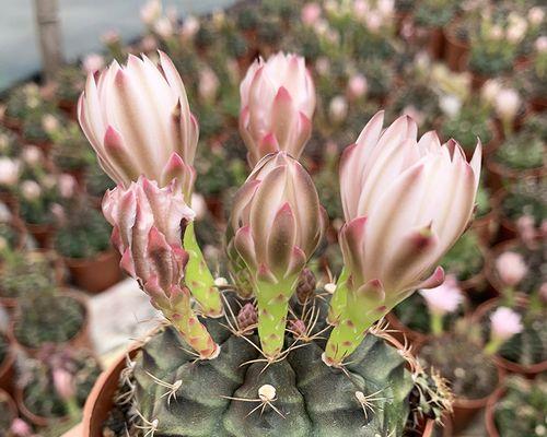 小仙人掌开花盆栽养护技巧？怎样促进开花？