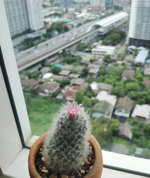 小仙人掌开花盆栽养护技巧？怎样促进开花？