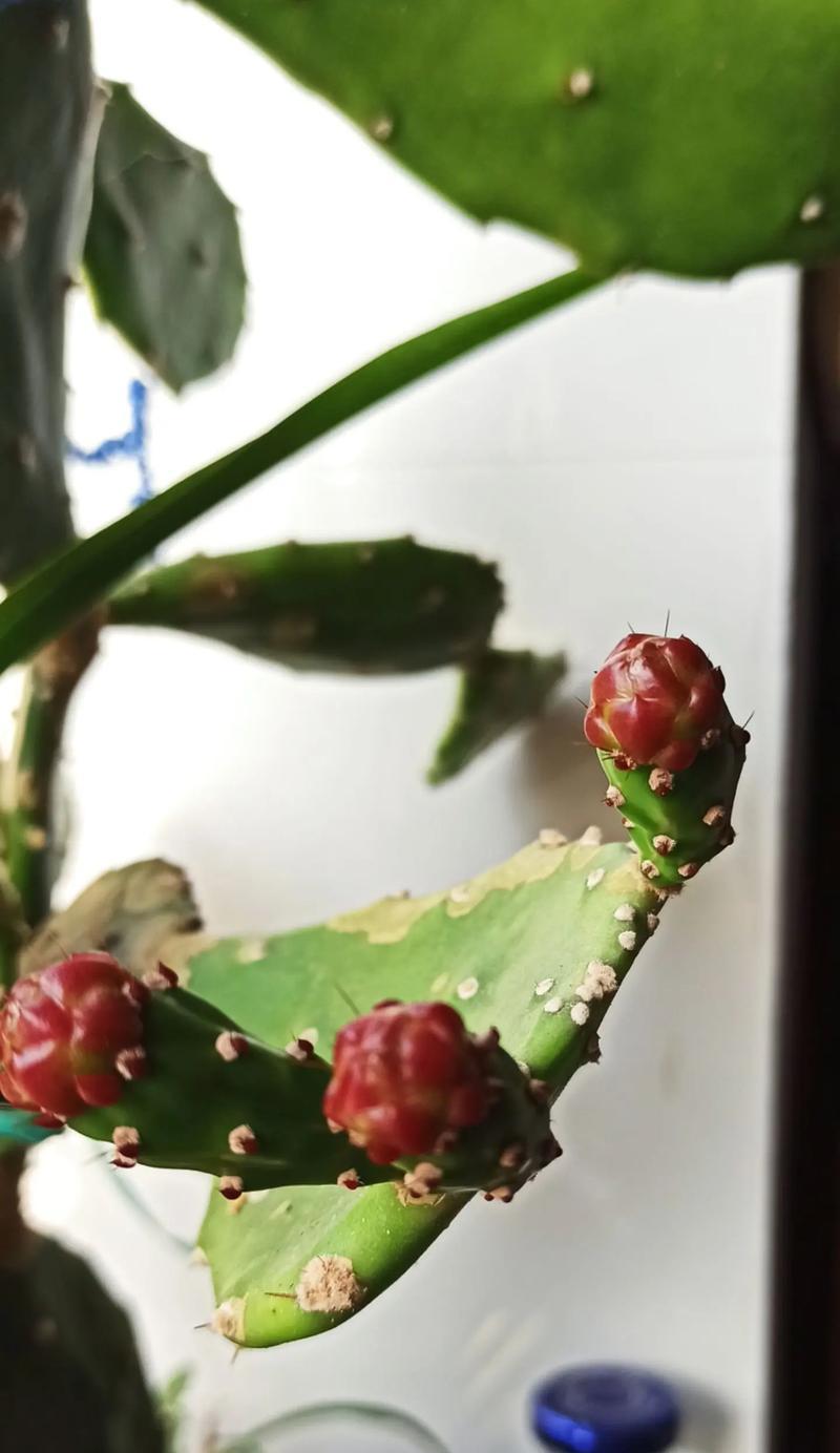 小仙人掌开花盆栽养护技巧？怎样促进开花？