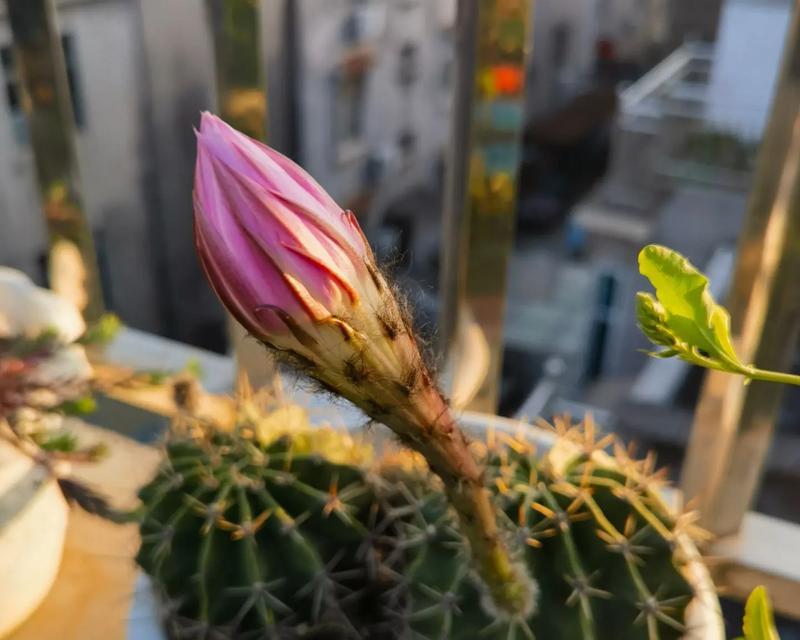养新娘玫瑰花怎么养得活？仙人球沙子土怎么种植？