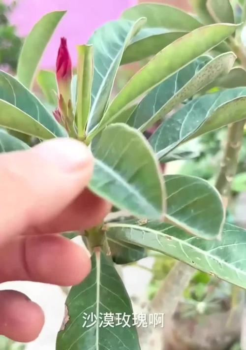 养新娘玫瑰花怎么养得活？仙人球沙子土怎么种植？