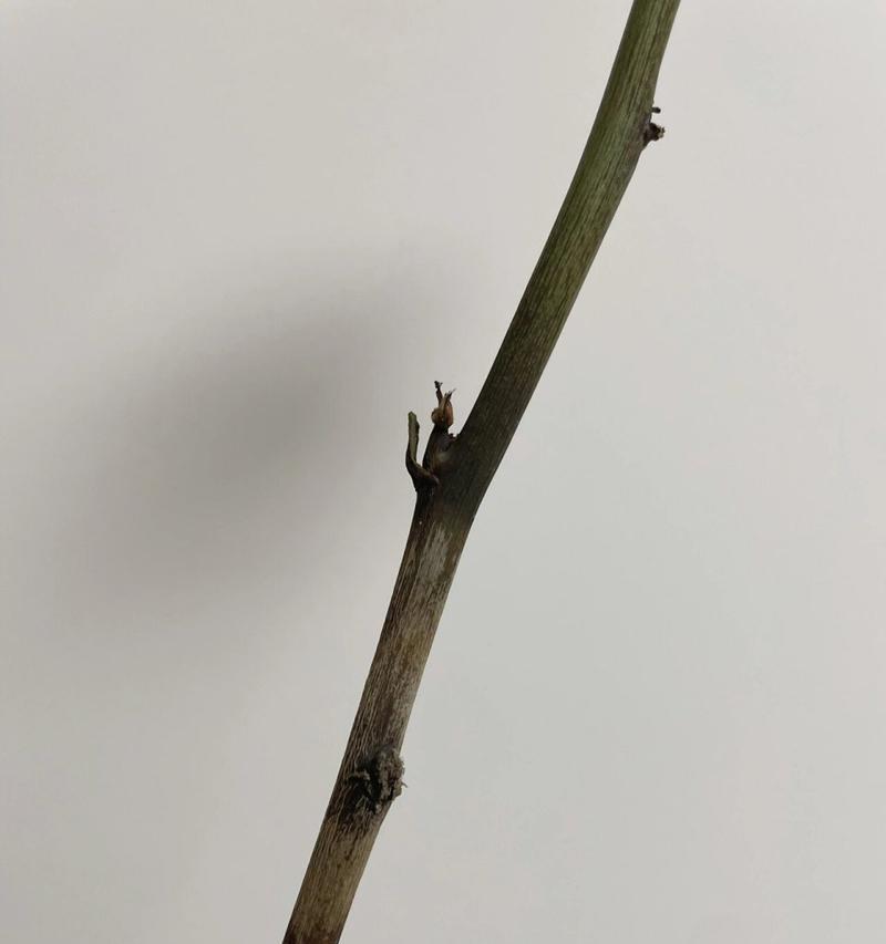 玫瑰花防落灰的正确养护方法是什么？