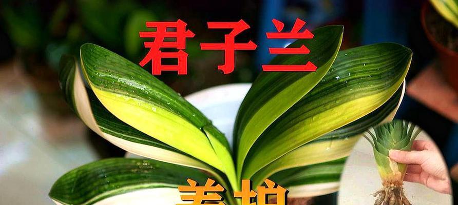 飘窗上养护君子兰需要注意什么？有哪些技巧？
