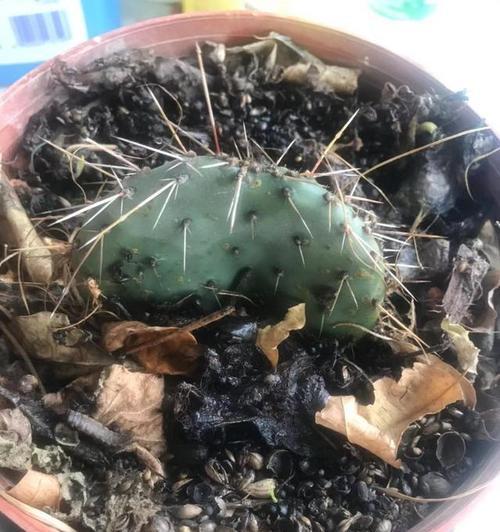 仙人掌浇水过多导致掉刺怎么处理？