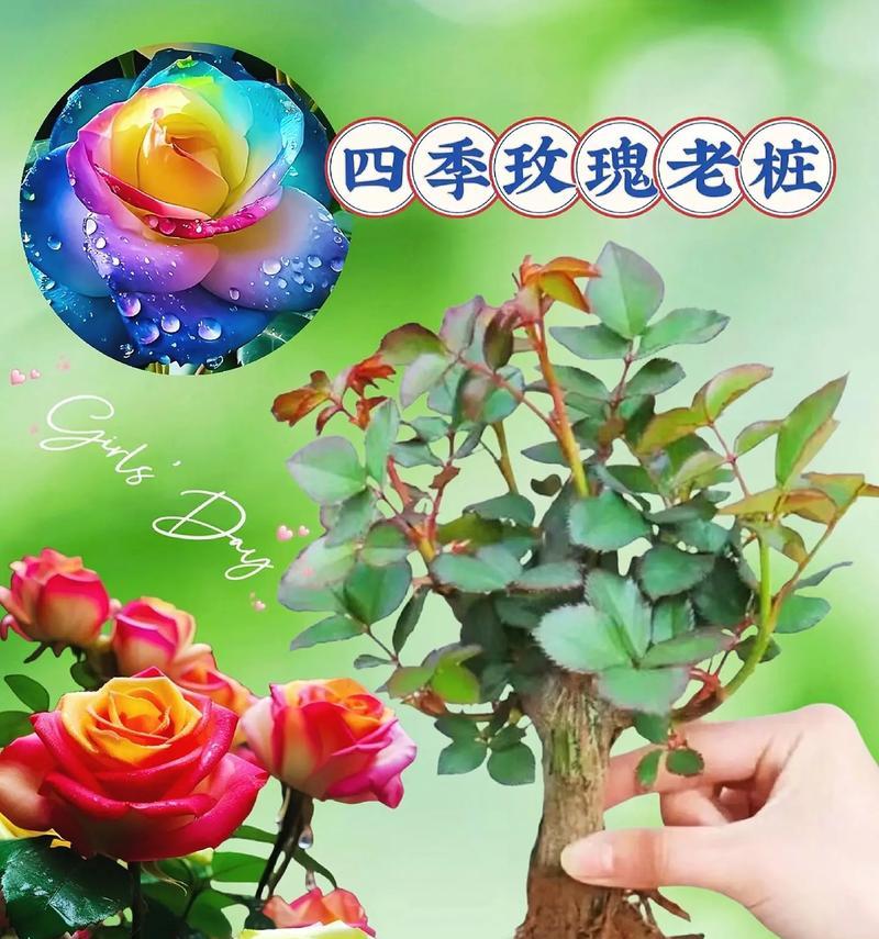 玫瑰花如何保存以避免枯萎？藏身上的玫瑰花怎样保鲜？