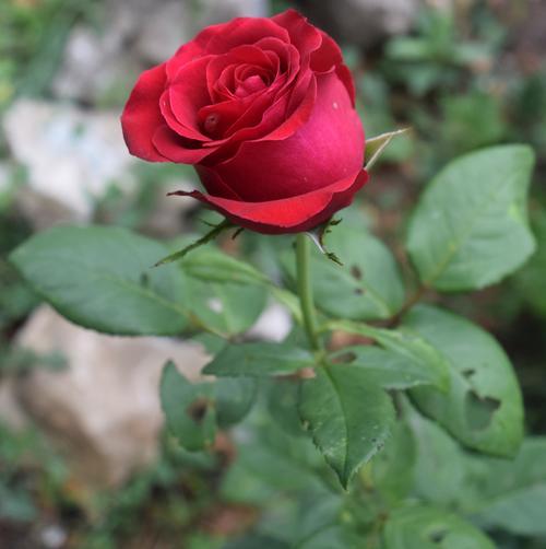 玫瑰花如何保存以避免枯萎？藏身上的玫瑰花怎样保鲜？