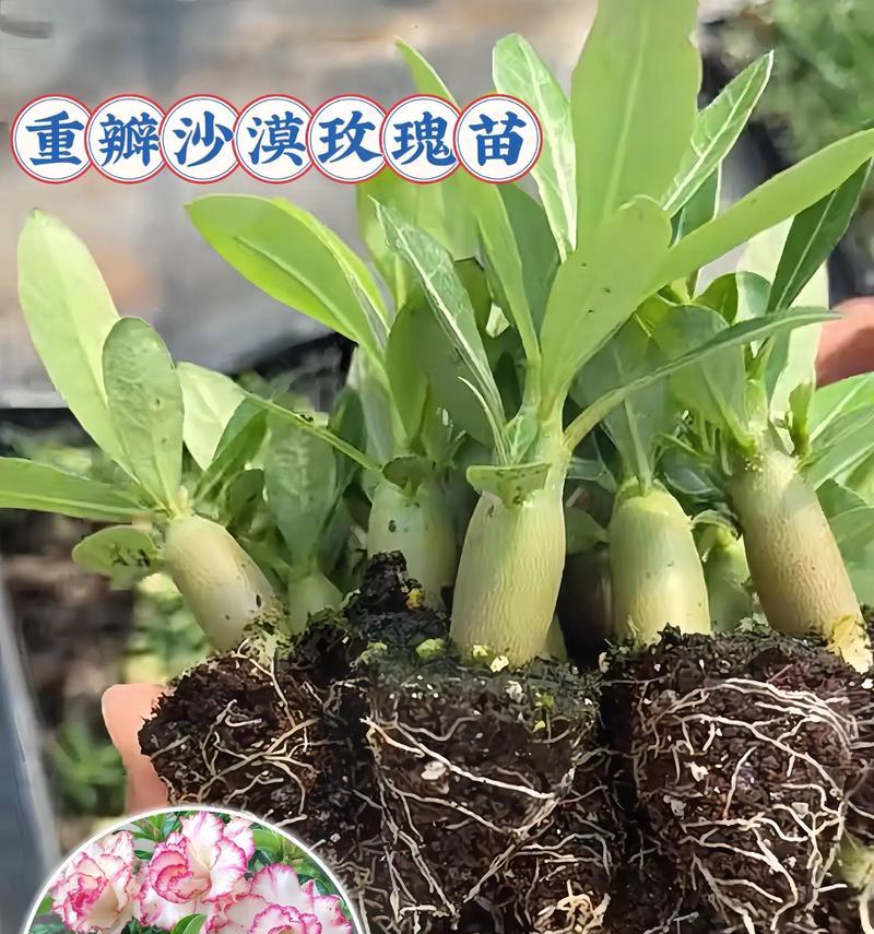 懒人盆中玫瑰花的养护方法是什么？有哪些简单有效的养护技巧？