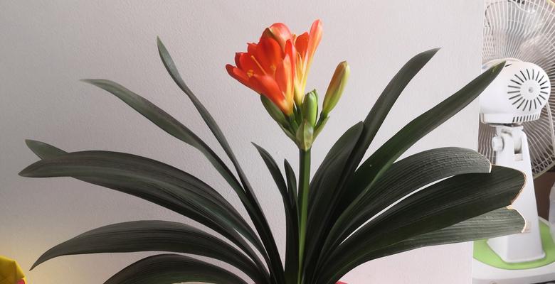 君子兰多久能开花？