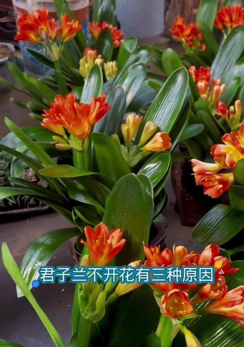 君子兰多久能开花？