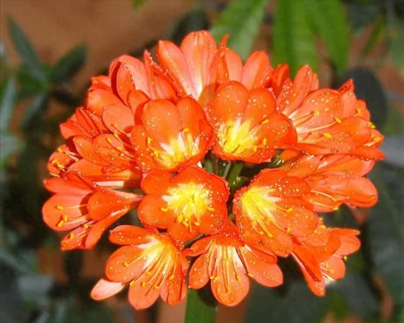 君子兰多久能开花？