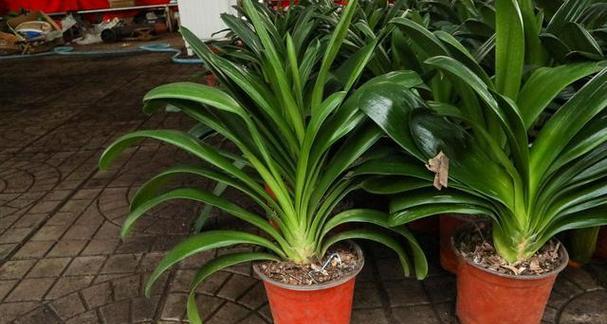 君子兰叶子状的球形植物是什么？