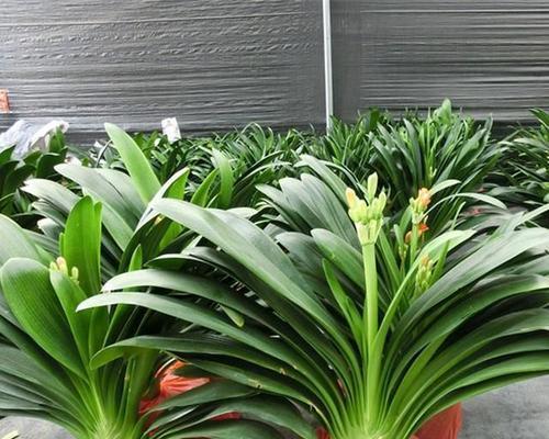 君子兰叶子状的球形植物是什么？