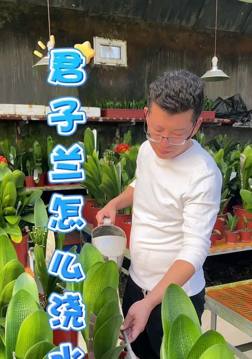 有粘液的君子兰如何养护和浇水？需要注意什么？