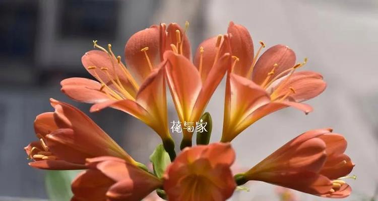 有粘液的君子兰如何养护和浇水？需要注意什么？