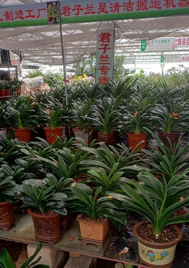 君子兰适合使用哪种植物的肥料？