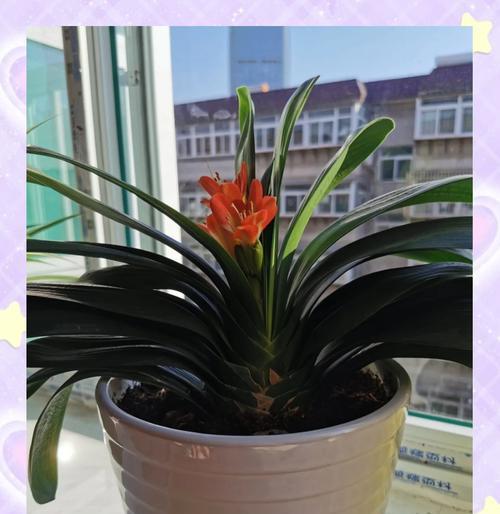 君子兰高手养的花怎么养？有哪些特别的养护技巧？