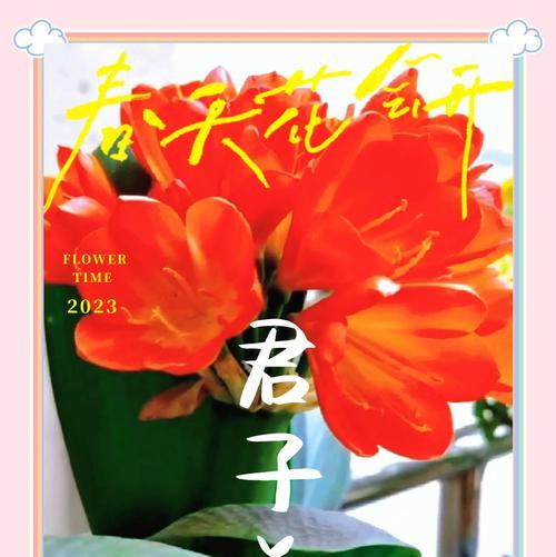 君子兰高手养的花怎么养？有哪些特别的养护技巧？