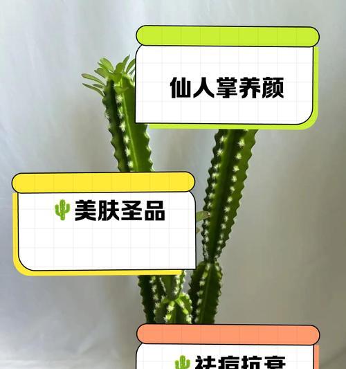 仙人掌打顶芽的正确方法是什么？打顶后如何管理？