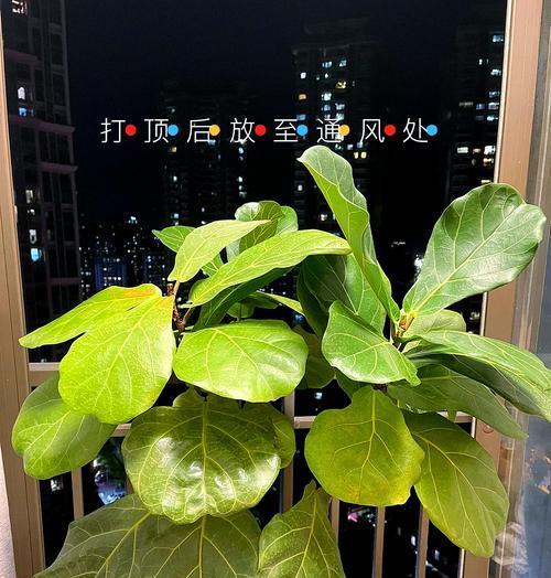 仙人掌打顶芽的正确方法是什么？打顶后如何管理？