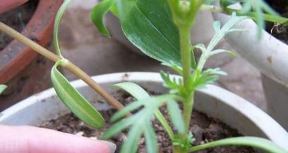 仙人掌打顶芽的正确方法是什么？打顶后如何管理？
