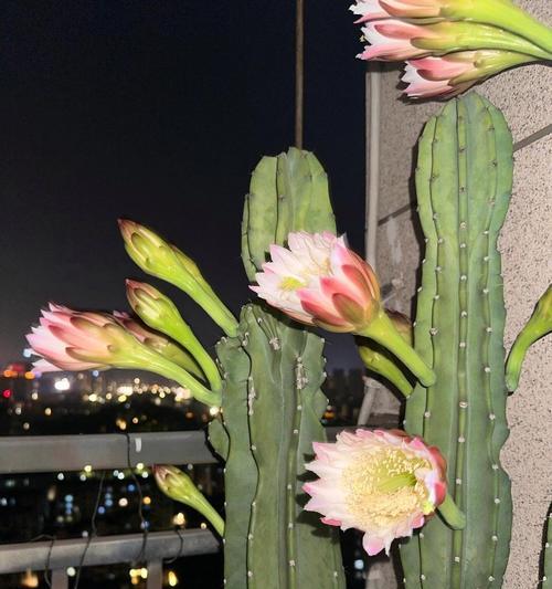 仙人掌暴力熊如何养护才能开花？需要哪些特别照顾？