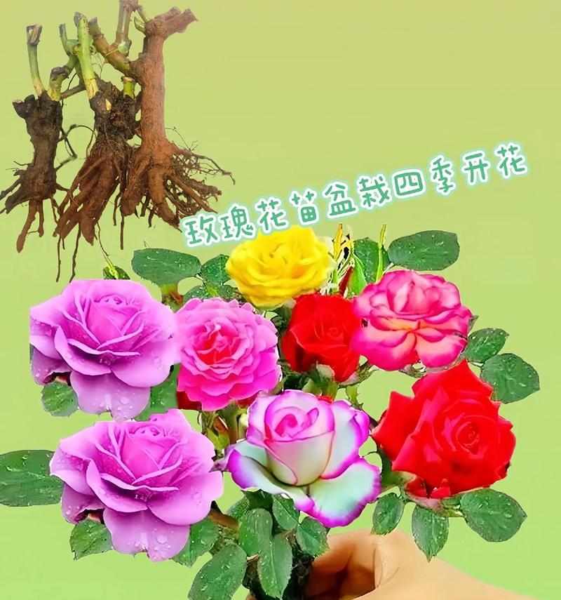 玫瑰花怎么冬天开花？有哪些促进开花的方法？