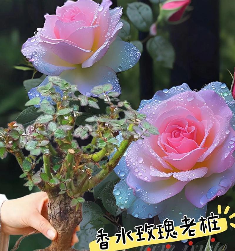 玫瑰花怎么冬天开花？有哪些促进开花的方法？