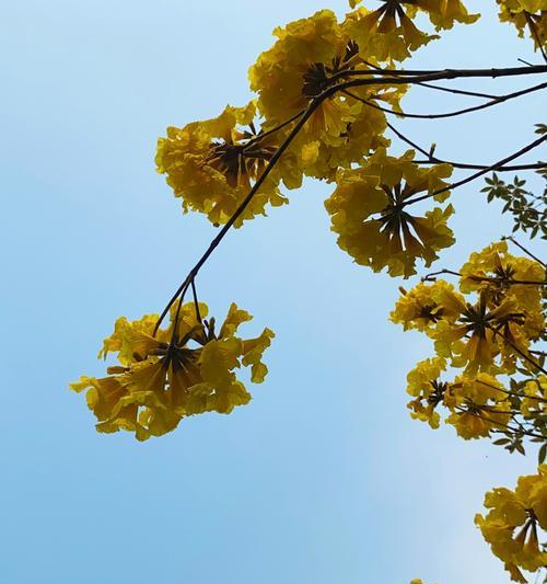 玫瑰花怎么冬天开花？有哪些促进开花的方法？