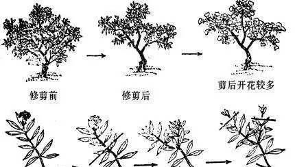 单片仙人掌可以修剪吗？正确的修剪方法是什么？