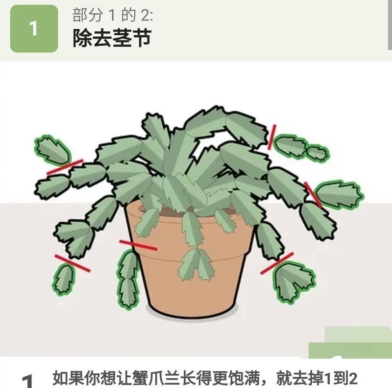 单片仙人掌可以修剪吗？正确的修剪方法是什么？